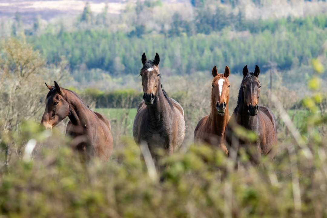 Irish Champion Stakes Preview: Constitution River and Item Lead Final Field of 8