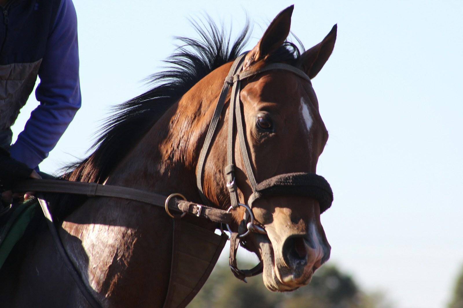 Breeders’ Cup Sets 2026 Broadcast Schedule and Post Times