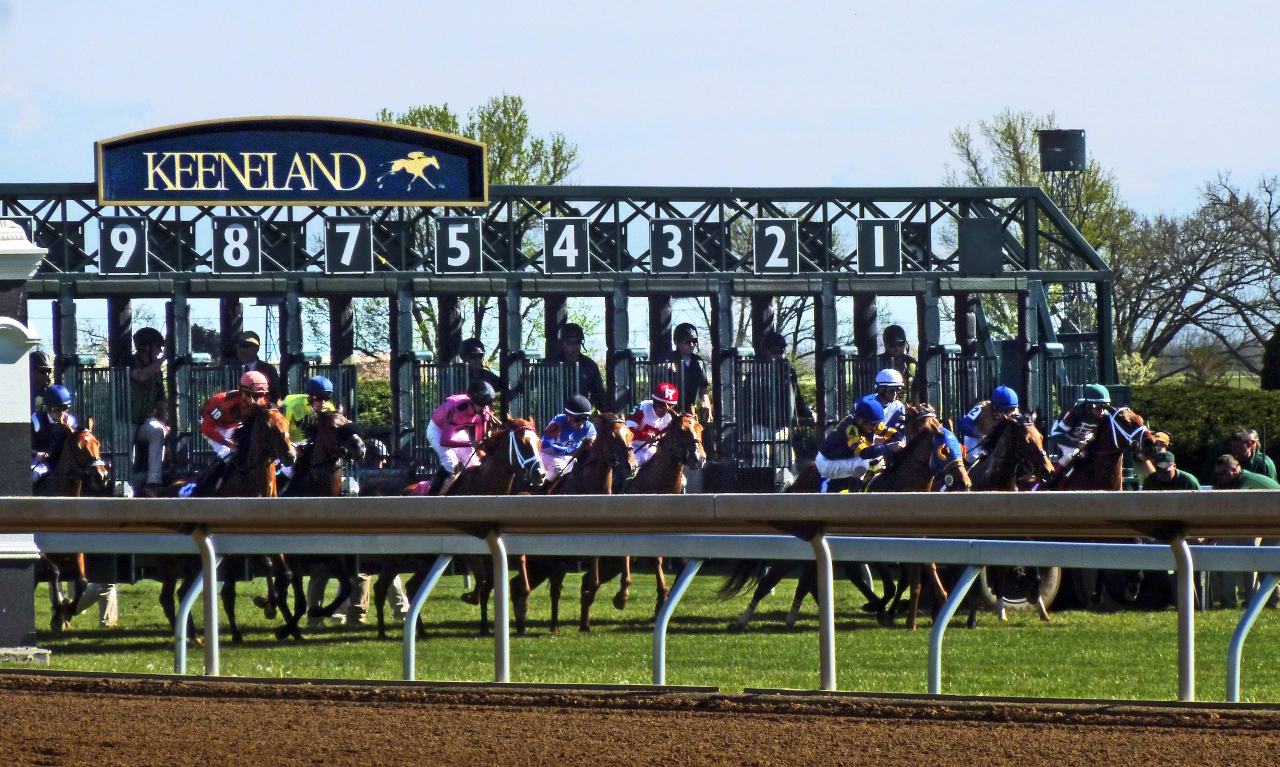 Thoroughbred horses leaving the starting gate on the Keeneland turf course