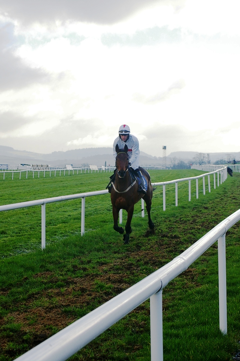 A racehorse on the turf at Leopardstown Racecourse in Ireland