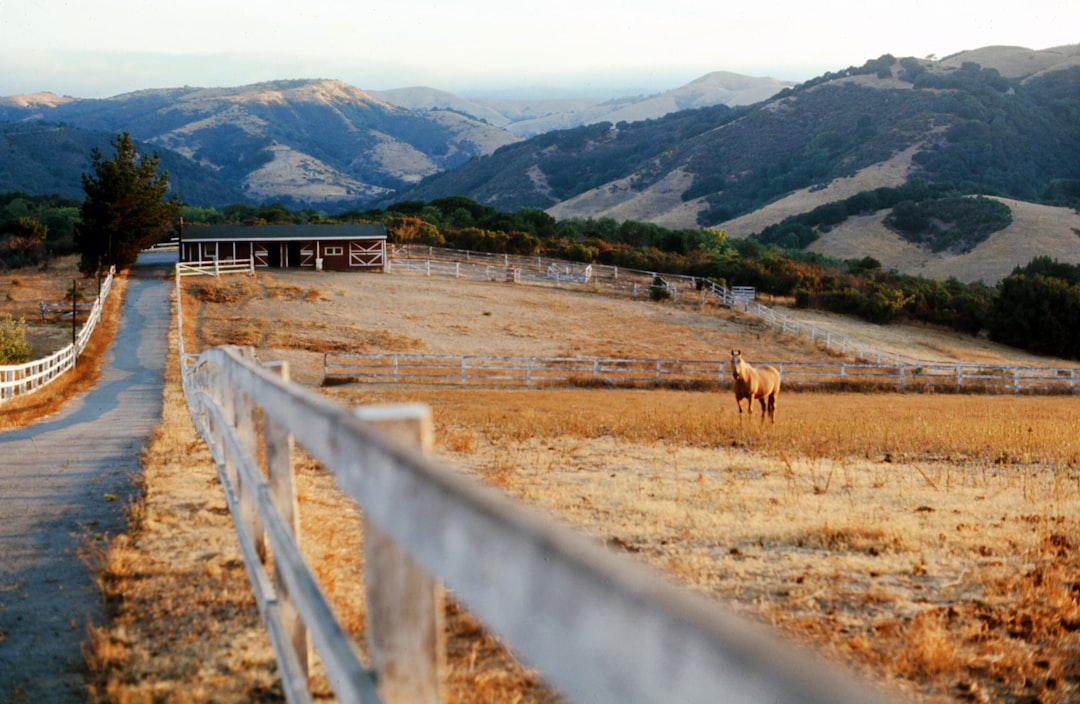 Thoroughbred horse on a racetrack, featured image for the Santa Anita Derby guide