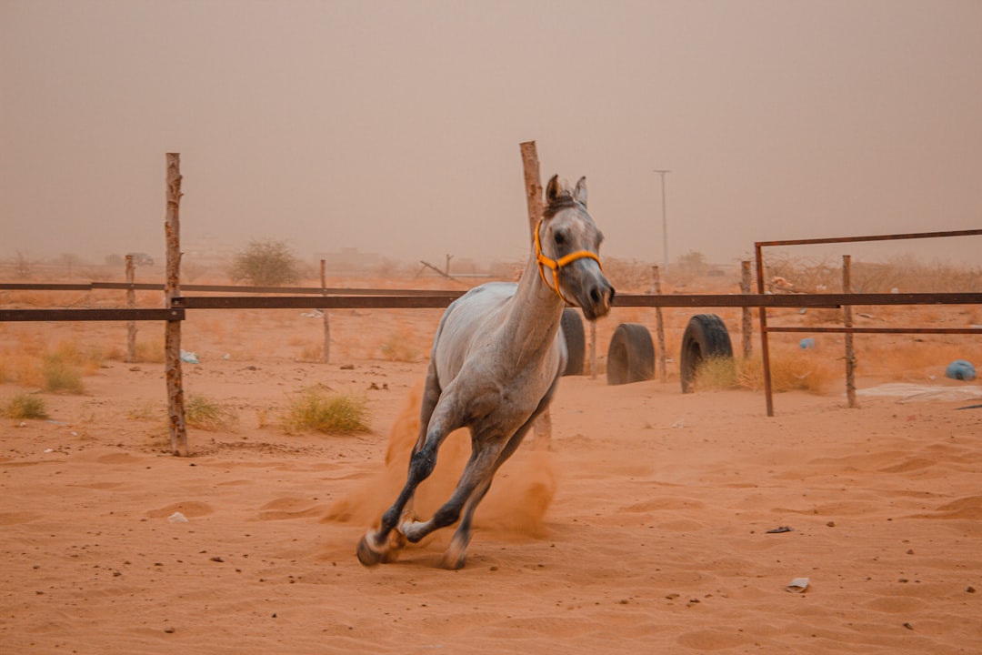 Horse on sand in Saudi Arabia, featured image for the Saudi Cup guide