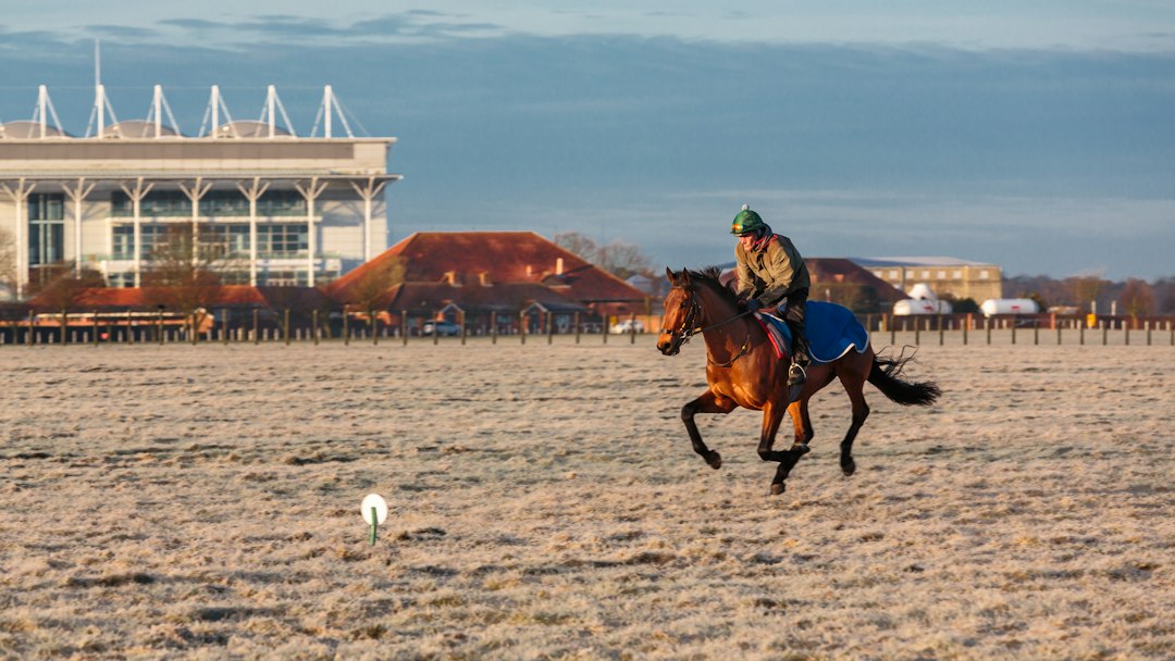 Thoroughbred racehorse training on turf ahead of the St Leger at Doncaster