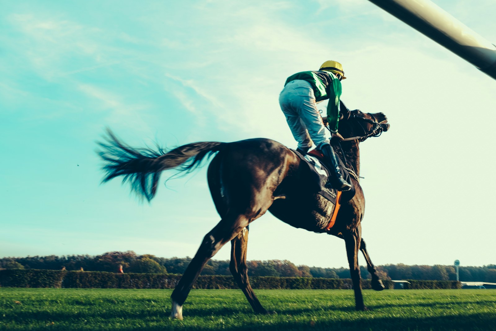 John C. Mabee Stakes Preview: Thought Process Tops Del Mar Closing Day Turf Test